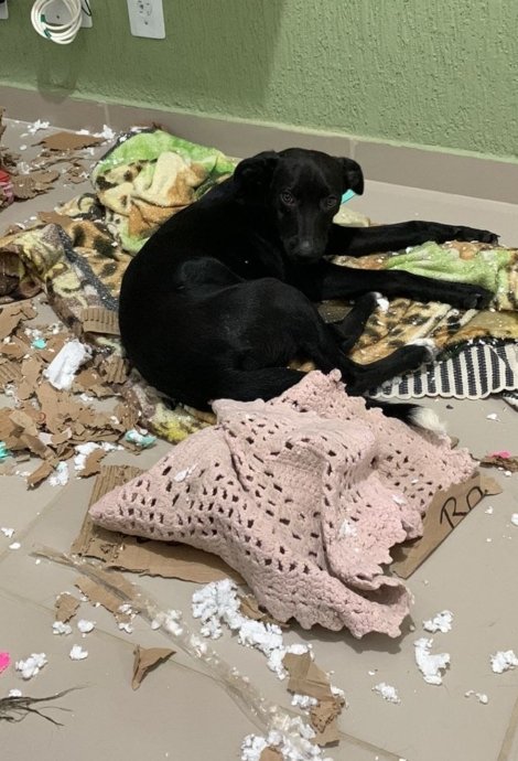 Zoe a filhote com espírito de marreta, como fazer qualquer cachorro parar de destruir a sua casa